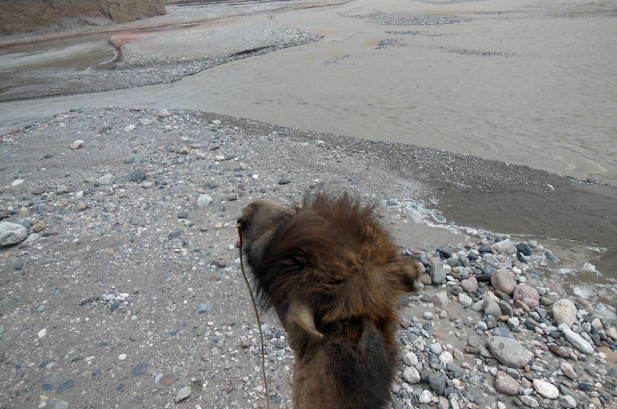 08 Riding A Camel To Cross The Shaksgam River On The Trek To Gasherbrum North Base Camp In China 